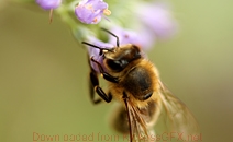 Web漏洞扫描工具